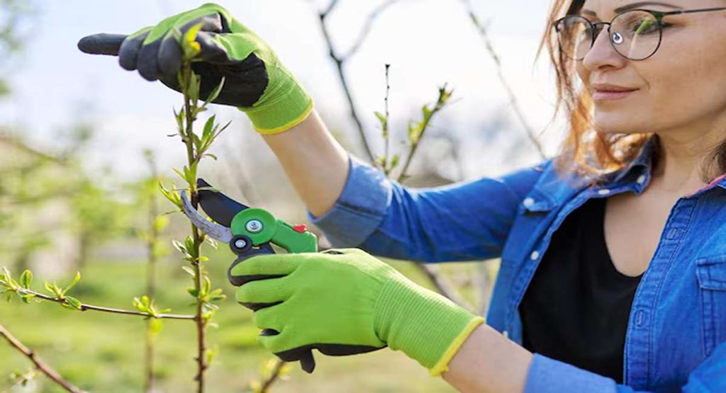 What is content Pruning and ti do it in USA